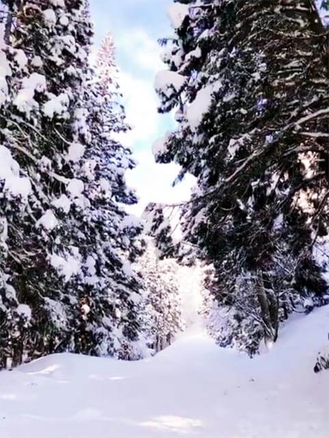 雪が林。とても心地がいいんです。