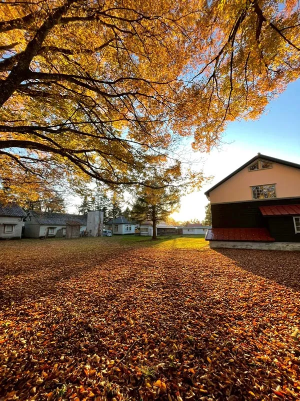 偶然みかけた紅葉