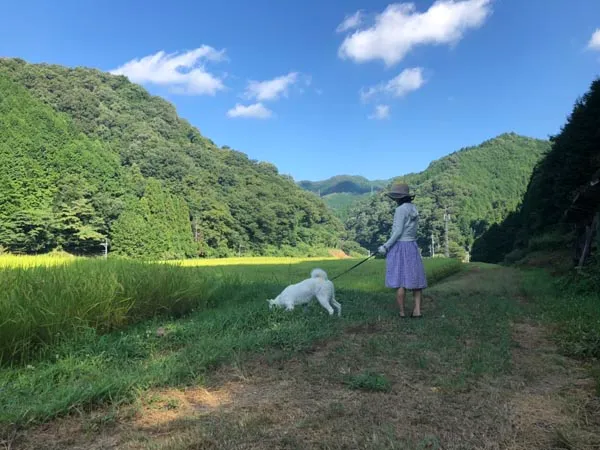 犬の散歩